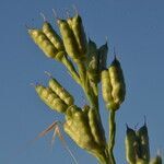 Delphinium gracile fruit picture by Carlos Villasante (cc-by-sa)