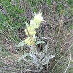 Phlomis lychnitis habit picture by j B (cc-by-sa)