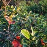 Tibouchina urvilleana habit picture by Bertulucci Cris (cc-by-sa)