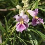 Chilopsis linearis flower picture by Tracie Hall (cc-by-sa)