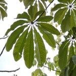 Cecropia glaziovii leaf picture by Makoto Makoto (cc-by-sa)