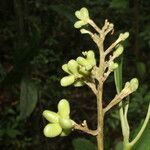 Conchocarpus nicaraguensis fruit picture by Nelson Zamora Villalobos (cc-by-nc)