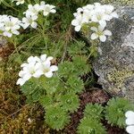 Saxifraga pedemontana habit picture by Sylvain Piry (cc-by-sa)