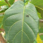 Combretum rotundifolium leaf picture by R. Tournebize (cc-by-sa)