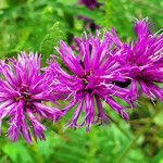 Vernonia missurica flower picture by K O (cc-by-sa)