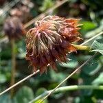 Trifolium hybridum fruit picture by Francois Mansour (cc-by-sa)