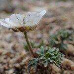 Ranunculus seguieri habit picture by Yoan MARTIN (cc-by-sa)