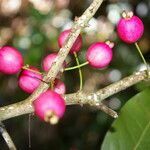 Eugenia truncata fruit picture by Nelson Zamora Villalobos (cc-by-nc)