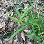 Leersia virginica leaf picture by Eli Small (cc-by-sa)