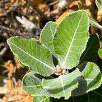 Pancheria ferruginea leaf picture by nicoplant (cc-by-sa)