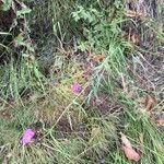 Dianthus balbisii habit picture by Francois Mansour (cc-by-sa)