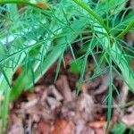 Conopodium majus leaf picture by Pierre LEON (cc-by-sa)