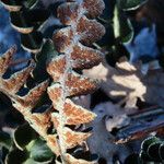 Asplenium ceterach fruit picture by Emanuele Santarelli (cc-by-sa)