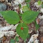 Trillium undulatum fruit picture by William Wattles (cc-by-sa)