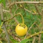 Solanum laciniatum fruit picture by Sophie Pigram (cc-by-sa)