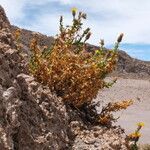 Haplopappus rigidus habit picture by Fabien Anthelme (cc-by-sa)