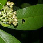 Ardisia opegrapha flower picture by Nelson Zamora Villalobos (cc-by-nc)