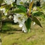 Prunus domestica flower picture by Régis Rigaut (cc-by-sa)