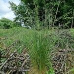 Festuca heterophylla habit picture by Daniel Bourget (cc-by-sa)