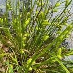 Carex hystericina flower picture by David David (cc-by-sa)