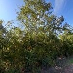 Quercus cerris habit picture by Daniela Gatto (cc-by-sa)