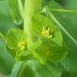 Euphorbia stricta flower picture by Sylvain Piry (cc-by-sa)