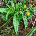 Lysimachia thyrsiflora habit picture by Waldemar Zeja (cc-by-sa)