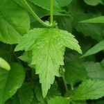 Geum laciniatum leaf picture by William Coville (cc-by-sa)