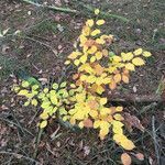 Fagus sylvatica habit picture by OrigamiBox (cc-by-sa)