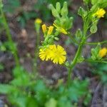 Youngia japonica flower picture by Clément Sery (cc-by-sa)