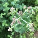 Mentha x villosa flower picture by Andrej Tschuikow (cc-by-sa)