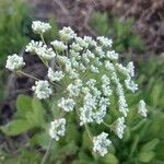 Pimpinella peregrina flower picture by Vilardo Mario Luciano (cc-by-sa)