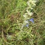 Salvia azurea leaf picture by Paige Conner (cc-by-sa)