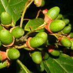 Ocotea dendrodaphne fruit picture by Nelson Zamora Villalobos (cc-by-nc)