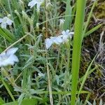 Spergula arvensis habit picture by Antoine Ambard (cc-by-sa)