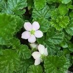 Rubus radicans habit picture by Daniel Barthelemy (cc-by-nc)