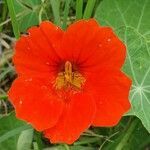 Tropaeolum majus flower picture by Dupuy Jerome (cc-by-sa)