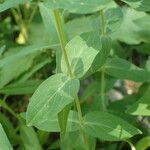 Hypericum richeri leaf picture by Sylvain Piry (cc-by-sa)