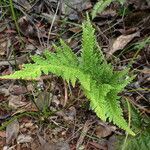 Tapeinidium moorei leaf picture by Richard Chesher (cc-by-sa)