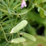 Vicia tetrasperma fruit picture by vladdu31 (cc-by-sa)