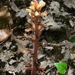 Orobanche hederae flower picture by Rinaldi Francesco (cc-by-sa)