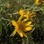 Helianthus maximiliani flower picture by Wagner Cody (cc-by-sa)