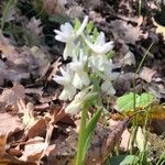 Dactylorhiza romana flower picture by nino tomaselli (cc-by-sa)