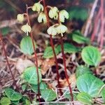 Pyrola chlorantha flower picture by Marc Solà (cc-by-sa)