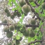 Durio zibethinus fruit picture by Franck Prejger (cc-by-sa)