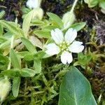 Cerastium pedunculatum flower picture by huy HO (cc-by-sa)