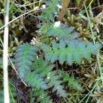 Pedicularis verticillata leaf picture by Bert Geerdes (cc-by-sa)