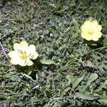 Oenothera drummondii habit picture by Maarten Vanhove (cc-by-sa)