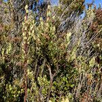 Gaultheria myrsinoides habit picture by Fabien Anthelme (cc-by-sa)