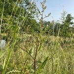 Rumex conglomeratus habit picture by yvon s (cc-by-sa)